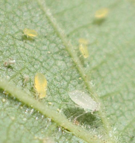 Réf. 261 131 : Myzocallis coryli